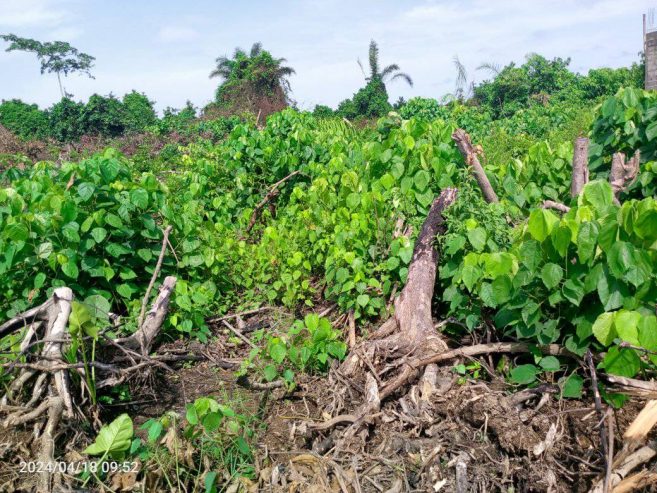 Terrain à vendre à douala 250m2